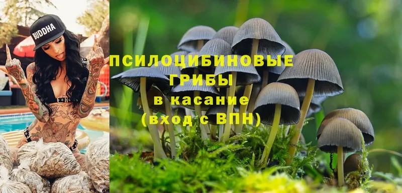 Псилоцибиновые грибы Cubensis  закладки  Зуевка 